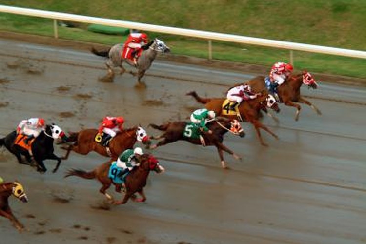 are greyhounds faster than race horses