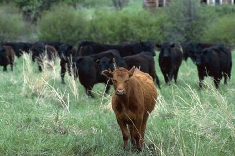 black angus cattle