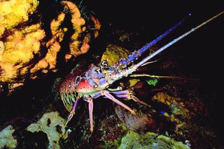 How to Keep Lobsters in a Saltwater Aquarium