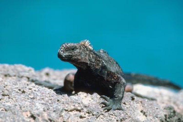 marine iguana underwater