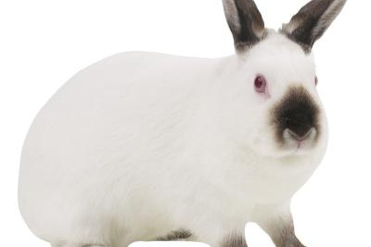 How Will You Know When Your Rabbit Is in Labor? | Pets on 