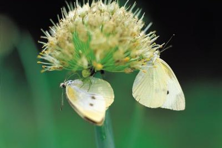 What Time Of Year Do Cabbage White Butterflies Lay Eggs? - These Green  Fingers