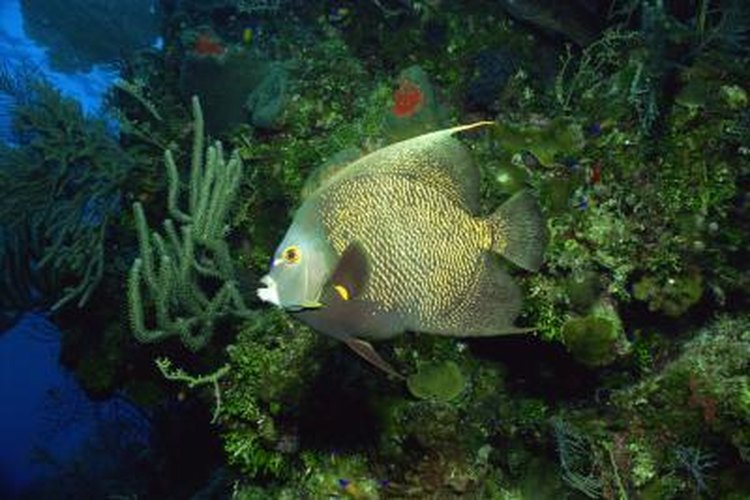 Angelfish Tank Requirements | Pets on Mom.com