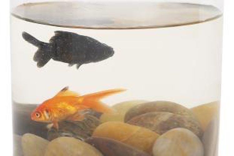 What Causes Goldfish to Lose Their Color?