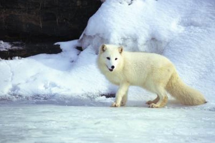 List of Animals That Have Winter Camouflage | Pets on List of Animals That Have Winter Camouflage | Pets on