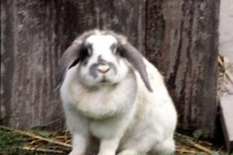 Balsa Wood Blocks for Rabbits, Chew Toy for Small Aninals 