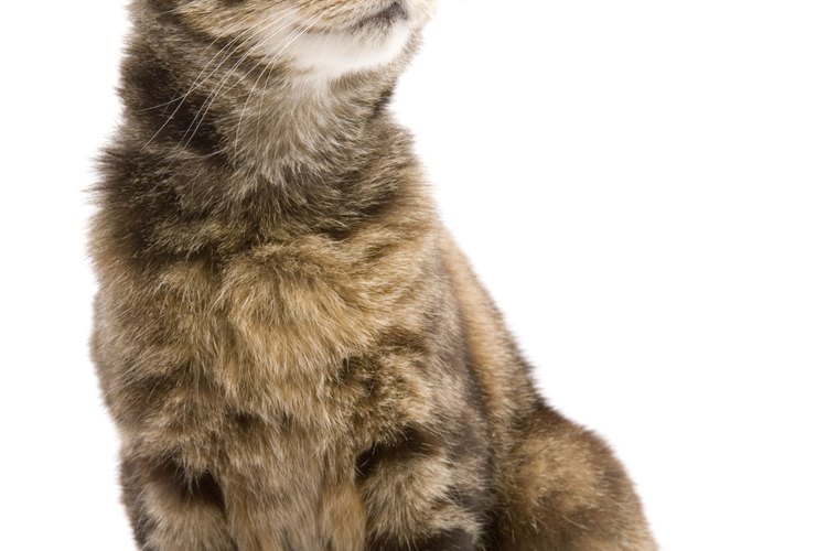 Las solitarias son un tipo de lombrices intestinales que afectan a cualquier criatura de sangre caliente, incluyendo a los humanos y gatos.