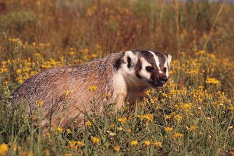 Arizona Badger Species | Pets on 
