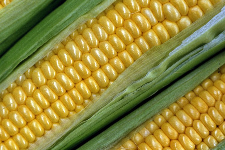 La investigación genética de la planta puede ayudar a aumentar la producción de alimentos.