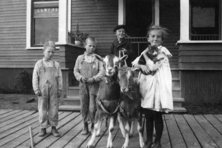 How to Know if Your Pet Goat Likes You | Pets on Mom.com