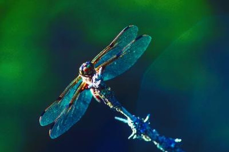 giant dragonfly extinct