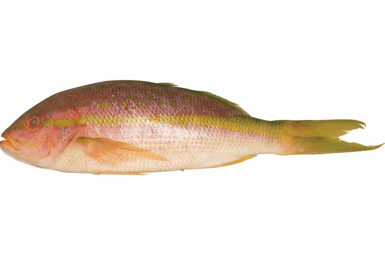 El Kama Hamachi se usa muy frecuentemente en el sushi.