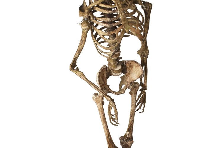 El esqueleto es una parte muy importante en el movimiento del cuerpo.