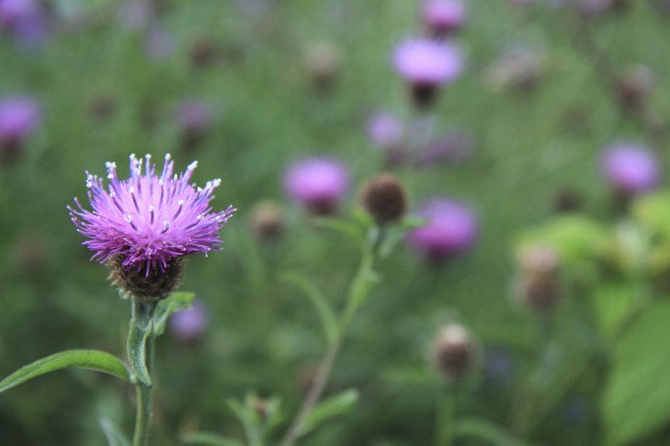El cardo mariano (milk thistle) ayuda a sanar y proteger el hígado.