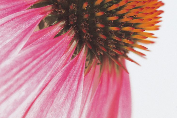 La planta echinacea tiene una flor de color púrpura intenso.