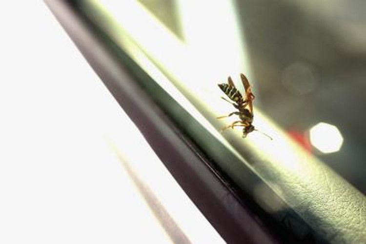 Eating Habits of a Yellow Jacket Wasp