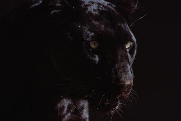 Black Leopard  Discover Animals