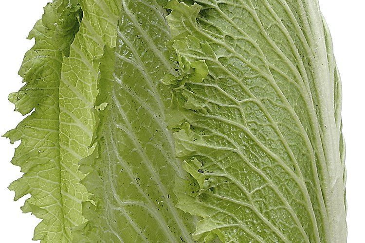 La lechuga romana ofrece una ventaja nutricional sobre los otros tipos de lechuga.