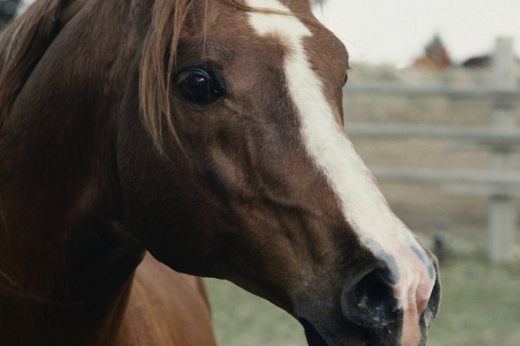Cómo detener la diarrea en un caballo.