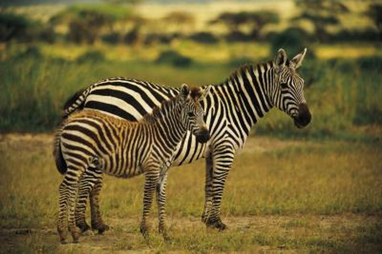 Baby Zebra Facts | Pets on 