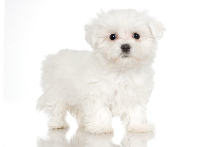 How to Take Care of a Maltese Mix Puppy | Pets on Mom.com