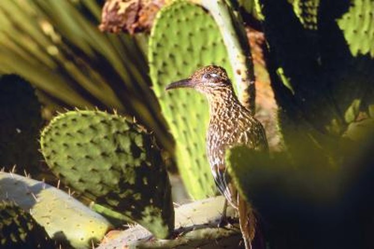 Birds of the Sonoran Desert | Pets on 
