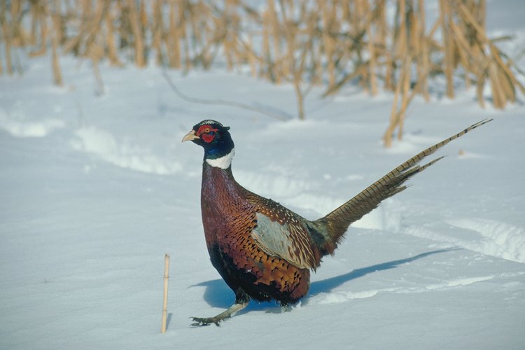 La pechuga de faisán es de color claro con un sabor suave parecido al pollo.