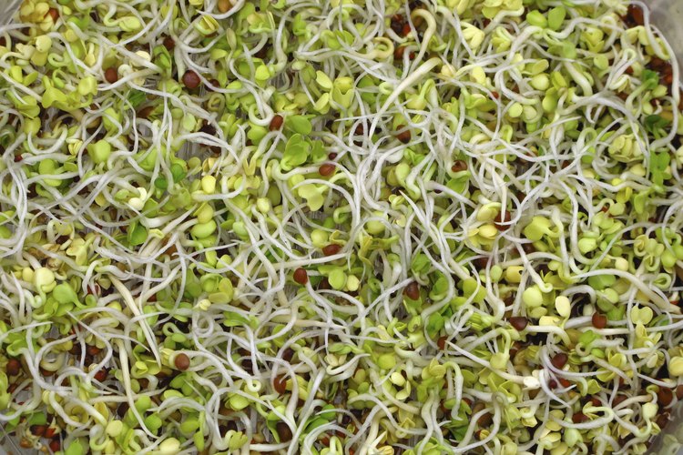 El germen es añadido con frecuencia a ensaladas y otros alimentos.