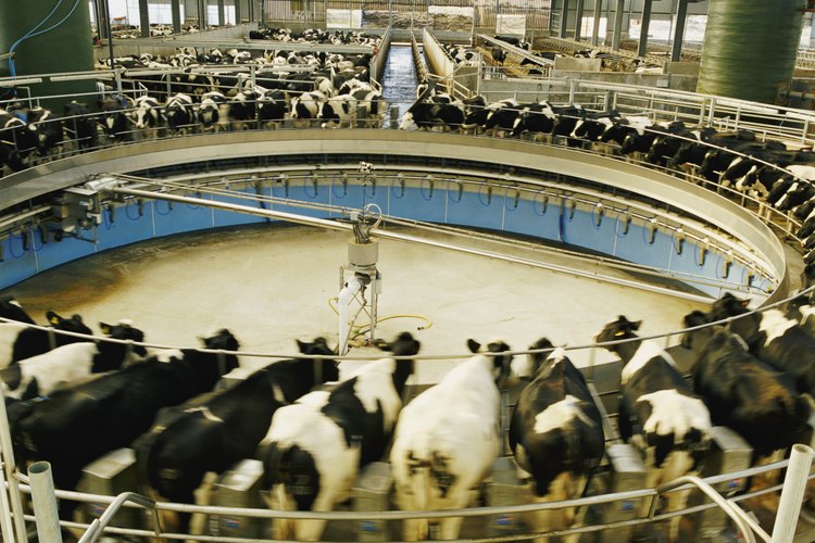 La lactosa de la leche también se puede encontrar en muchos alimentos procesados y carnes frías.