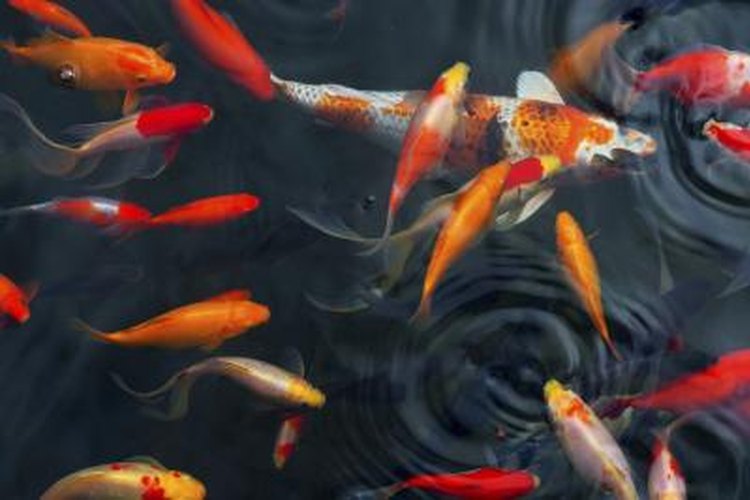 Koi Care for Outside Ponds | Pets on Mom.com