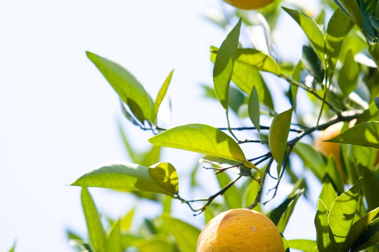 El aceite de naranja, el cual deriva de este fruto, tiene propiedades que lo hacen beneficioso como fragancia para hogares y en usos medicinales.