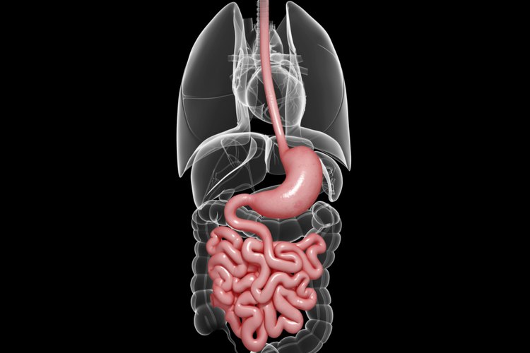 Algunos creen que la levadura cándida vive en los intestinos y causa problemas de salud.