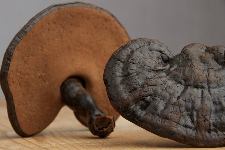 Aunque hay otras variedades disponibles, el reishi rojo es favorecido por los herbolarios.
