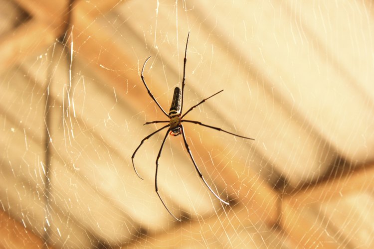 Invadir el hogar de una araña puede hacerla sentir invadida y morderá.