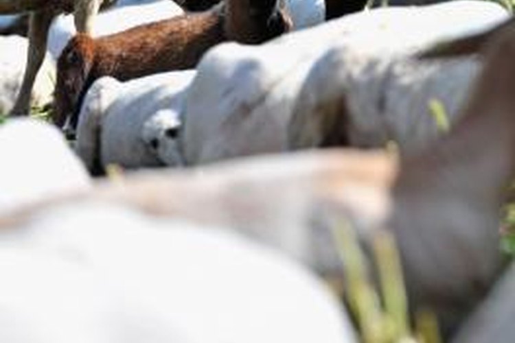 How to Raise Sheep and Goats Together | Pets on Mom.com