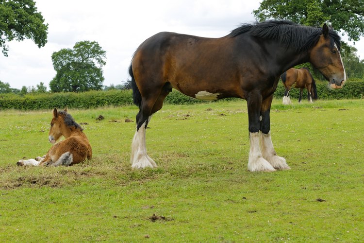 How to Measure the Height of Horses: 11 Steps (with Pictures)