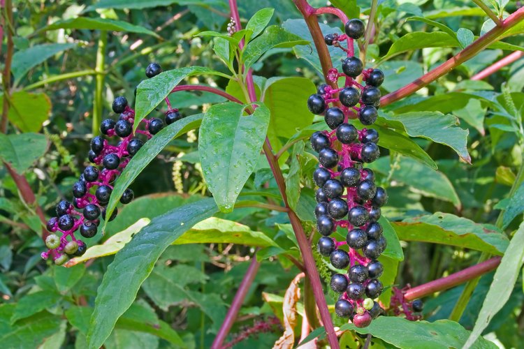 Los conos color índigo profundo de las bayas phytolacca cuelgan de un tallo de color púrpura con hojas largas, verdes y puntiagudas.