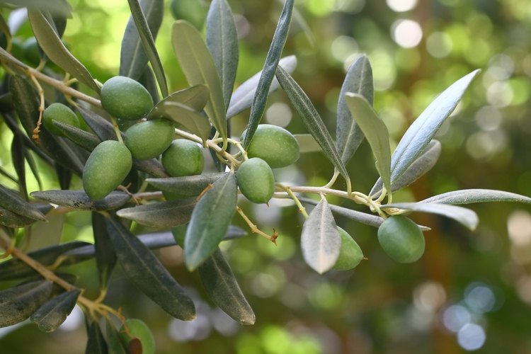 Olivo.