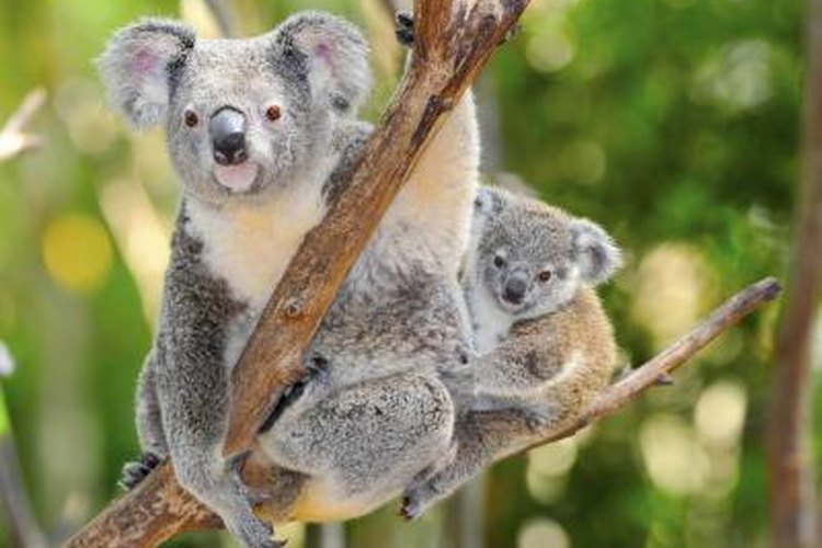 Koala Bear Is Carrying Baby Koala Stock Photo, Picture And Royalty Free  Image