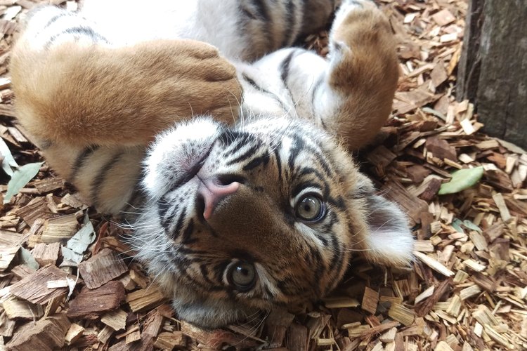 bengal tiger newborn cubs