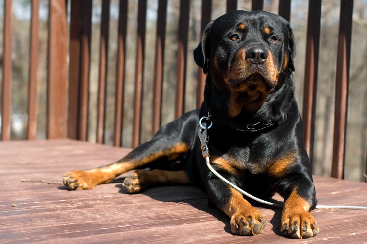 how to train your rottweiler to protect you