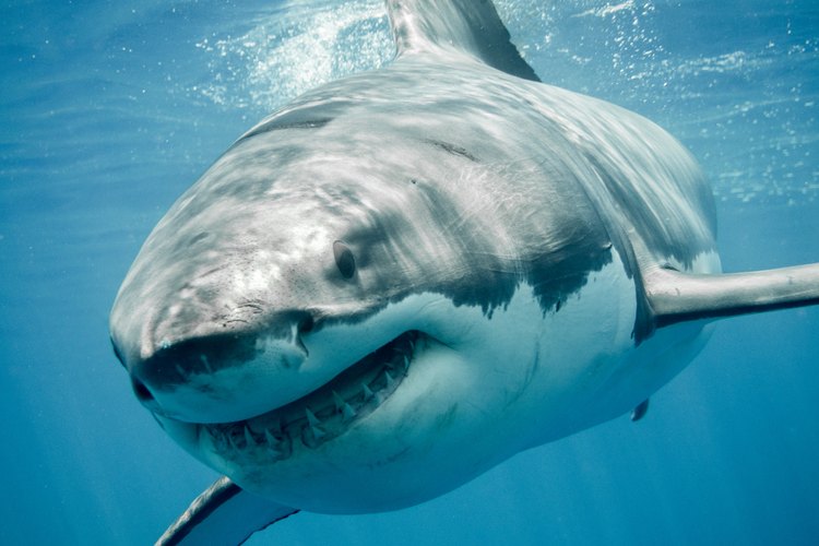 Planet Love Life - Smile! It's #SharkWeek! A Great White Shark's 300  serrated teeth are an amazing hunting adaptation! What's even more amazing  is their replaceability. Sharks constantly lose and regrow their
