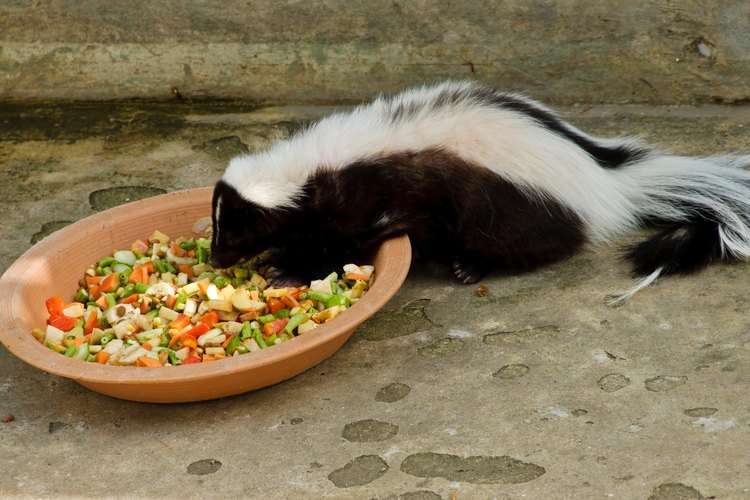 Foods That Skunks Eat Pets on Mom