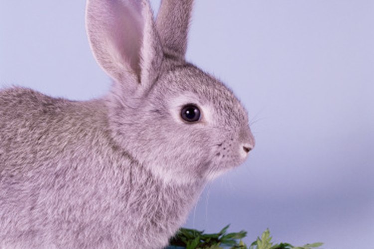 cat eating rabbit