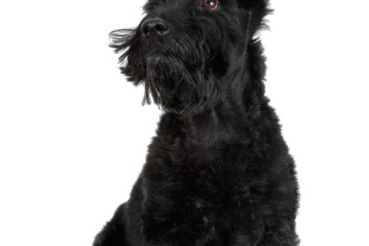 are scottish terriers good for allergies