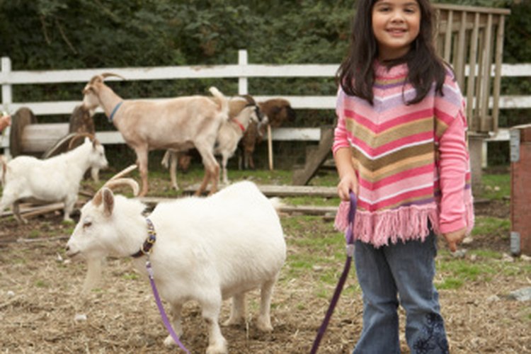 How to Bathe Pygmy Goats | Pets on Mom.com