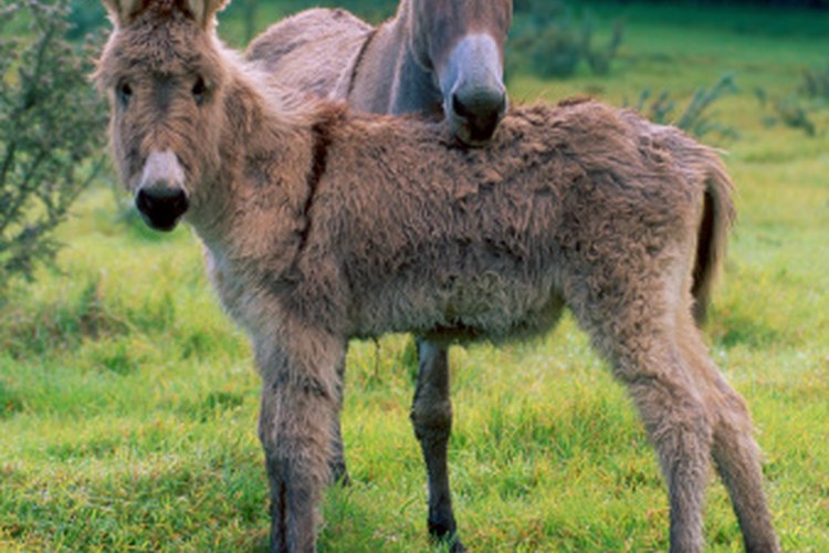 Why Do Donkeys Bite Each Other on the Neck 
