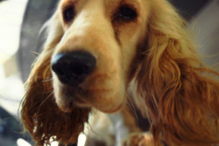 Pet Booster Seat Instructions | Pets on Mom.com