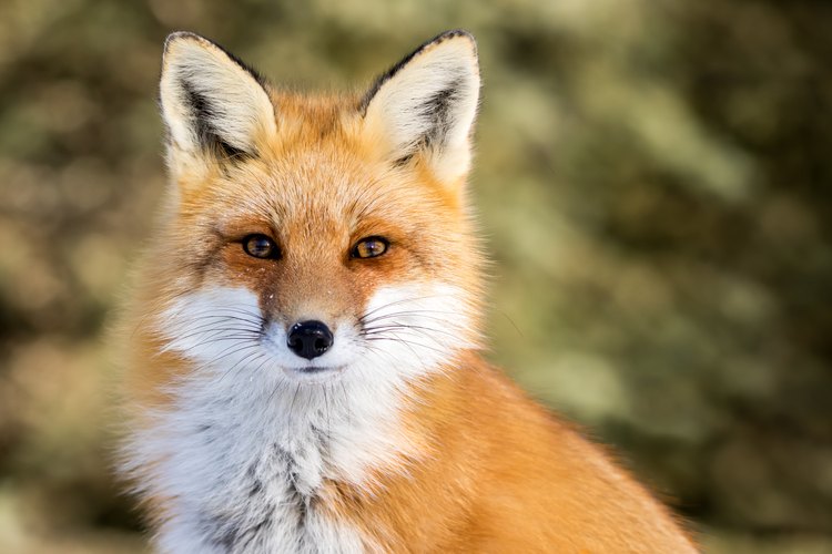 How to Tell the Difference Between a Male & Female Fox | Pets on 
