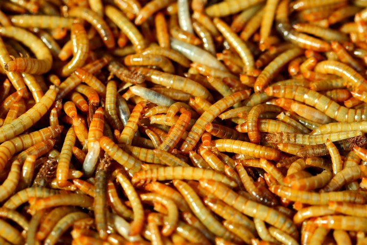 Mealworms Facts Pets on Mom